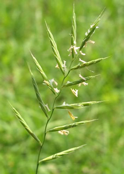  (Brachypodium pinnatum)