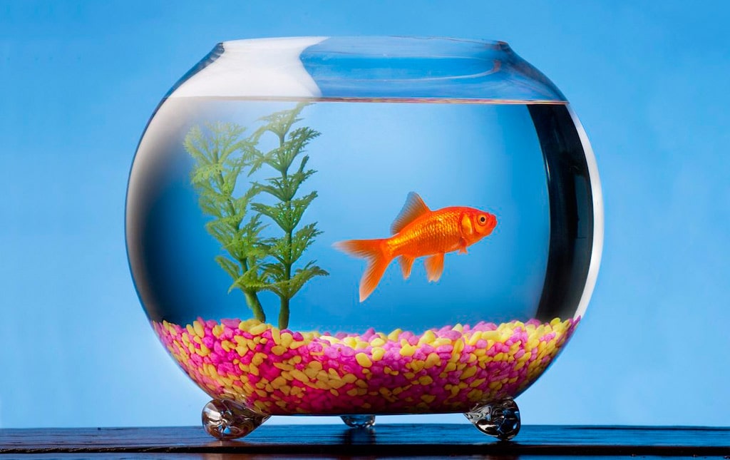 Купить аквариум на заказ и другие разновидности